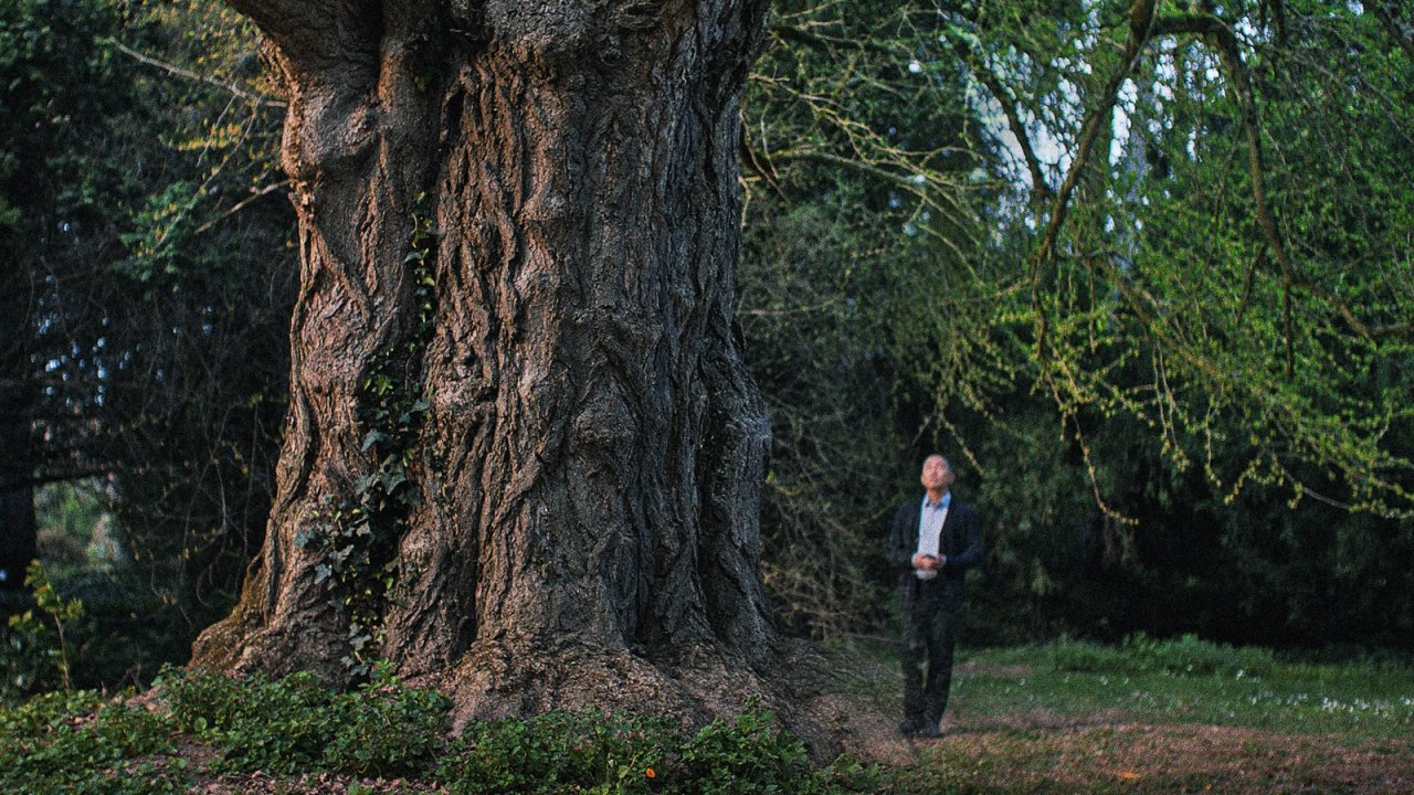 Il ginkgo biloba protagonista di Silent Friend