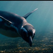 Il mio amico pinguino: Dindim in mare