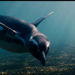 Il mio amico pinguino: Dindim in mare