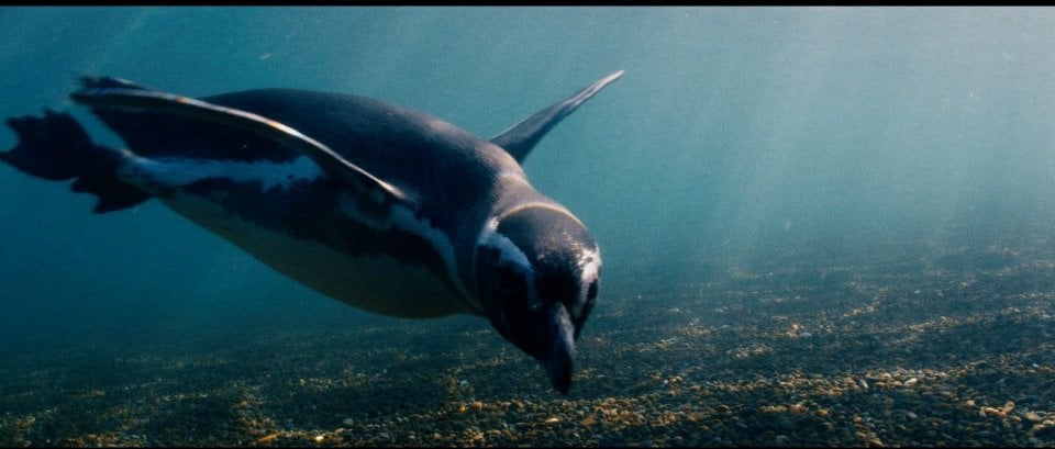 Il Mio Amico Pinguino In Mare