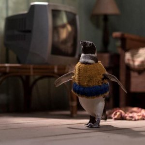 Il mio amico pinguino: il piccolo protagonista con un maglioncino su misura