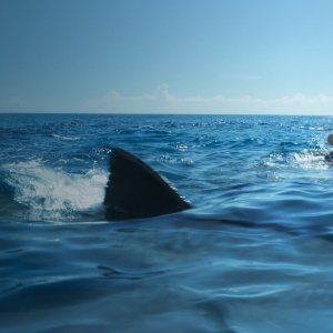 Something in the Water: una scena terrificante