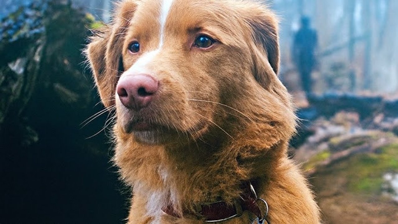 Good Boy, una scena del film