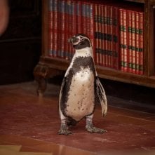 Il Professore e il pinguino: il pinguino Magellano del film