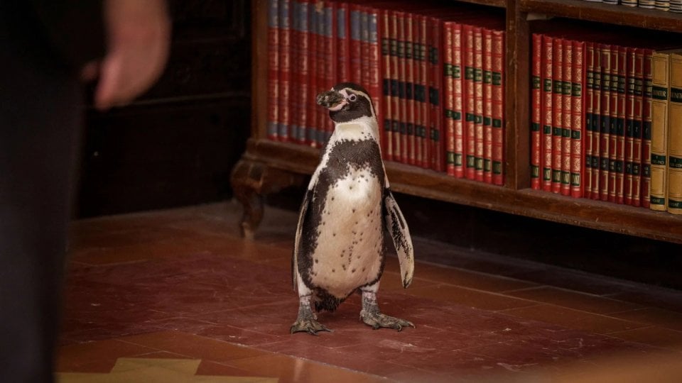 Il Professore E Il Pinguino Juan Salvador Il Pinguino