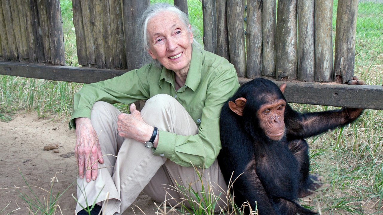 Una foto di Jane Goodall