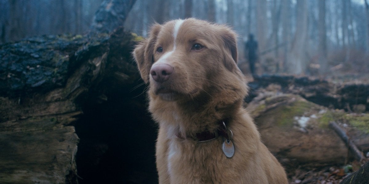 oscar 2026 indy il cane star di good boy chiede il premio al miglior animale lanciateci160un160osso