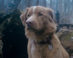 Oscar 2026, Indy il cane star di Good Boy chiede il Premio al miglior animale: 'Lanciateci un osso'