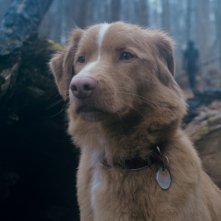 Good Boy, il protagonista Indy in una scena
