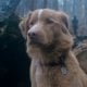 Oscar 2026, Indy il cane star di Good Boy chiede il Premio al miglior animale: 'Lanciateci un osso'