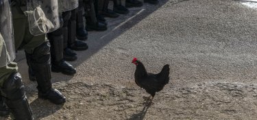 Hen Foto