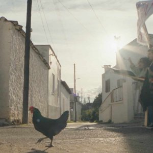 Hen: la gallinella in mezzo a due fuochi