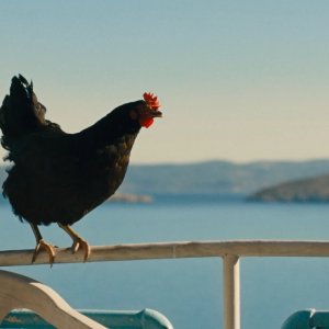Hen: un'immagine del film