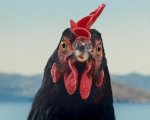 Hen - Storia di una gallina: clip esclusiva dell'avventuroso film di György Pálfi