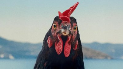 Hen - Storia di una gallina: clip esclusiva dell'avventuroso film di György Pálfi
