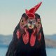 Hen - Storia di una gallina: clip esclusiva dell'avventuroso film di György Pálfi