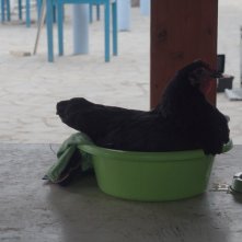 Hen: la gallinella metre sta covando