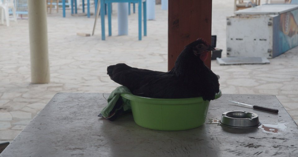 Hen Scena
