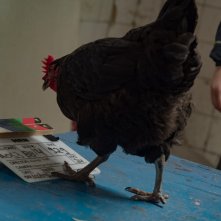 Hen: la protagonista pennuta sul set