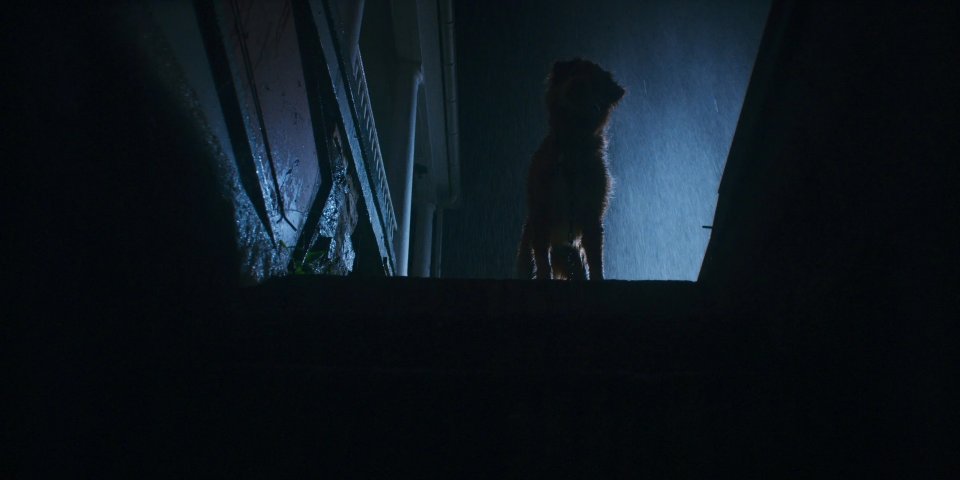 Good Boy Foto Del Film