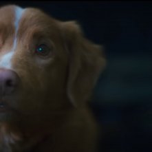 Good Boy: un frame del film