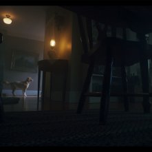 Good Boy: un'immagine