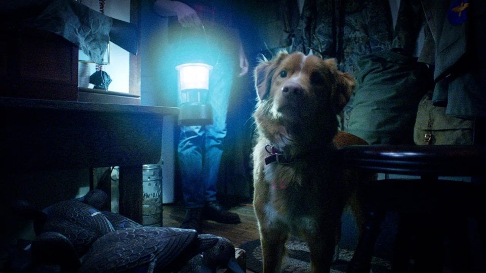 Good Boy Momento Del Film