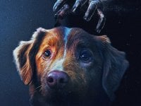 Good Boy, recensione: se un horror spiega perché tutti dovremmo avere un cane per amico