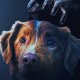 Good Boy, recensione: se un horror spiega perché tutti dovremmo avere un cane per amico