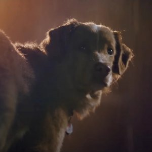 Good Boy: il protagonista a quattro zampe del film horror