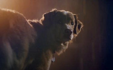 Good Boy Scena Del Film