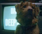 Good Boy: l'horror con star il cane Indy arriverà presto in streaming anche in Italia