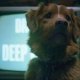 Good Boy: l'horror con star il cane Indy arriverà presto in streaming anche in Italia