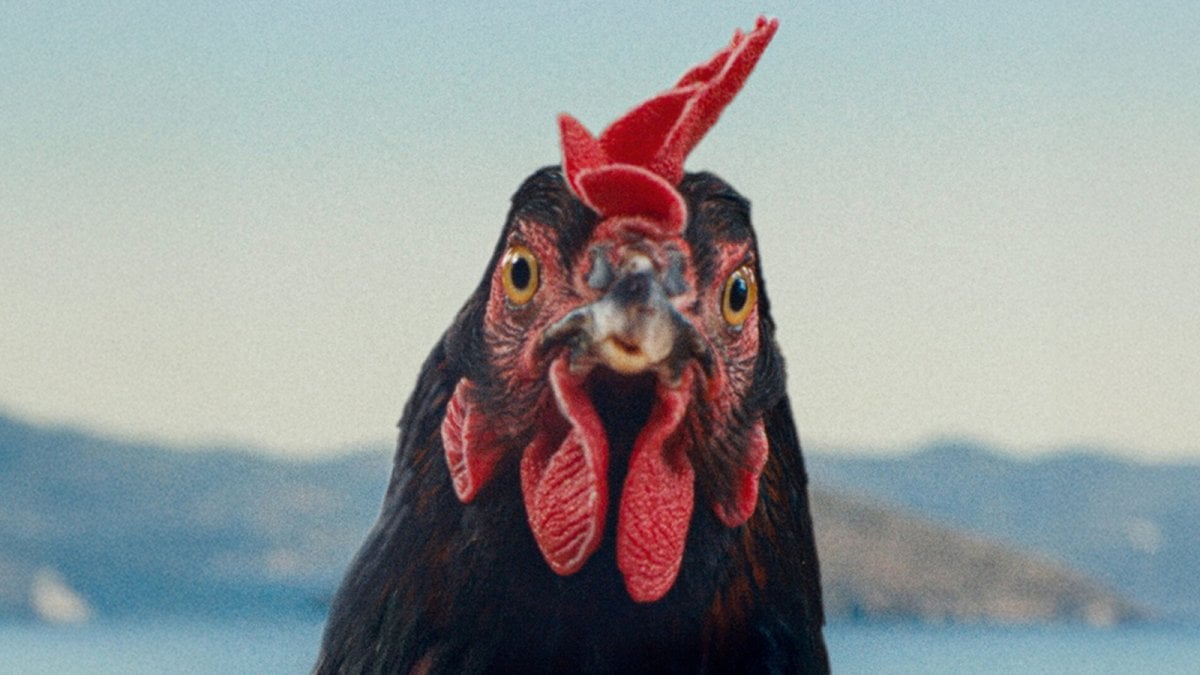 Hen, la recensione: un film adorabile a misura di gallina Hen, la recensione: un film adorabile a misura di gallina