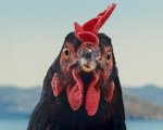Hen, la recensione: un film adorabile a misura di gallina
