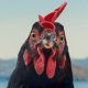 Hen, la recensione: un film adorabile a misura di gallina