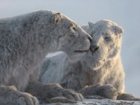 Il Pianeta Preistorico: Era Glaciale, in arrivo su Apple TV la nuova docuserie narrata da Tom Hiddleston