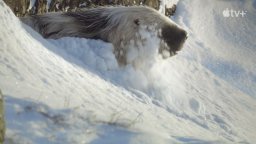 Il pianeta preistorico: era glaciale - Trailer italiano della serie Apple TV