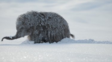 Prehistoric Planet Ice Age Photo 010109