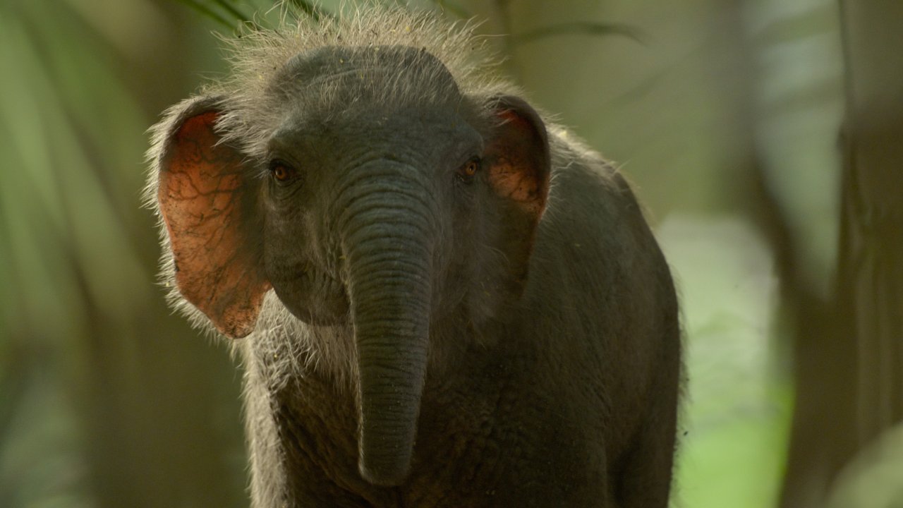 Un piccolo di stegodonte ne Il pianeta preistorico, l'era glaciale