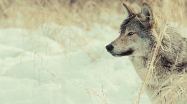 Choose Earth Altra Sequenza Docu Serie Prime Video