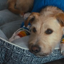 Merv: il protagonista a quattro zampe del film