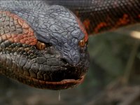 Anaconda, Jennifer Lopez approva il reboot con Paul Rudd e Jack Black