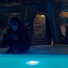 Ben - Rabbia animale: Ben assedia la piscina