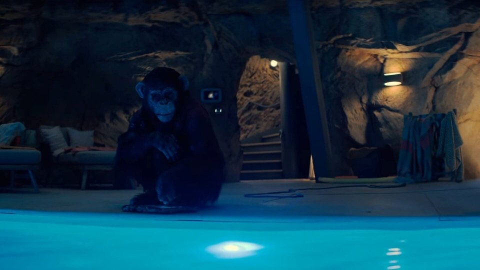 Ben Rabbia Animale Piscina