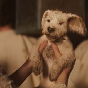 Supergirl: un'immagine di Krypto da cucciolo