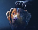 Good Boy: nel blu-ray un extra che spiega come il cane Indy è diventato una star dell'horror