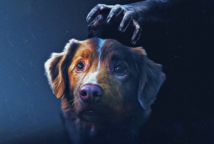 Good Boy: nel blu-ray un extra che spiega come il cane Indy è diventato una star dell'horror