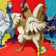 Rooster Fighter, la recensione dei primi episodi: quando Ken il guerriero è un pollo