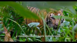 Orango - Trailer sottotitolato del film Disneynature con la voce di Josh Gad
